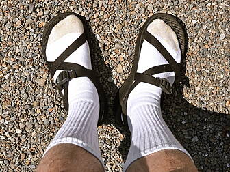 Summer pet hates revealed
